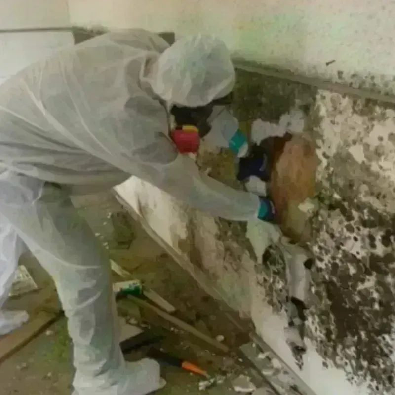 Mold Remediation and Removal in Douglas County, NE